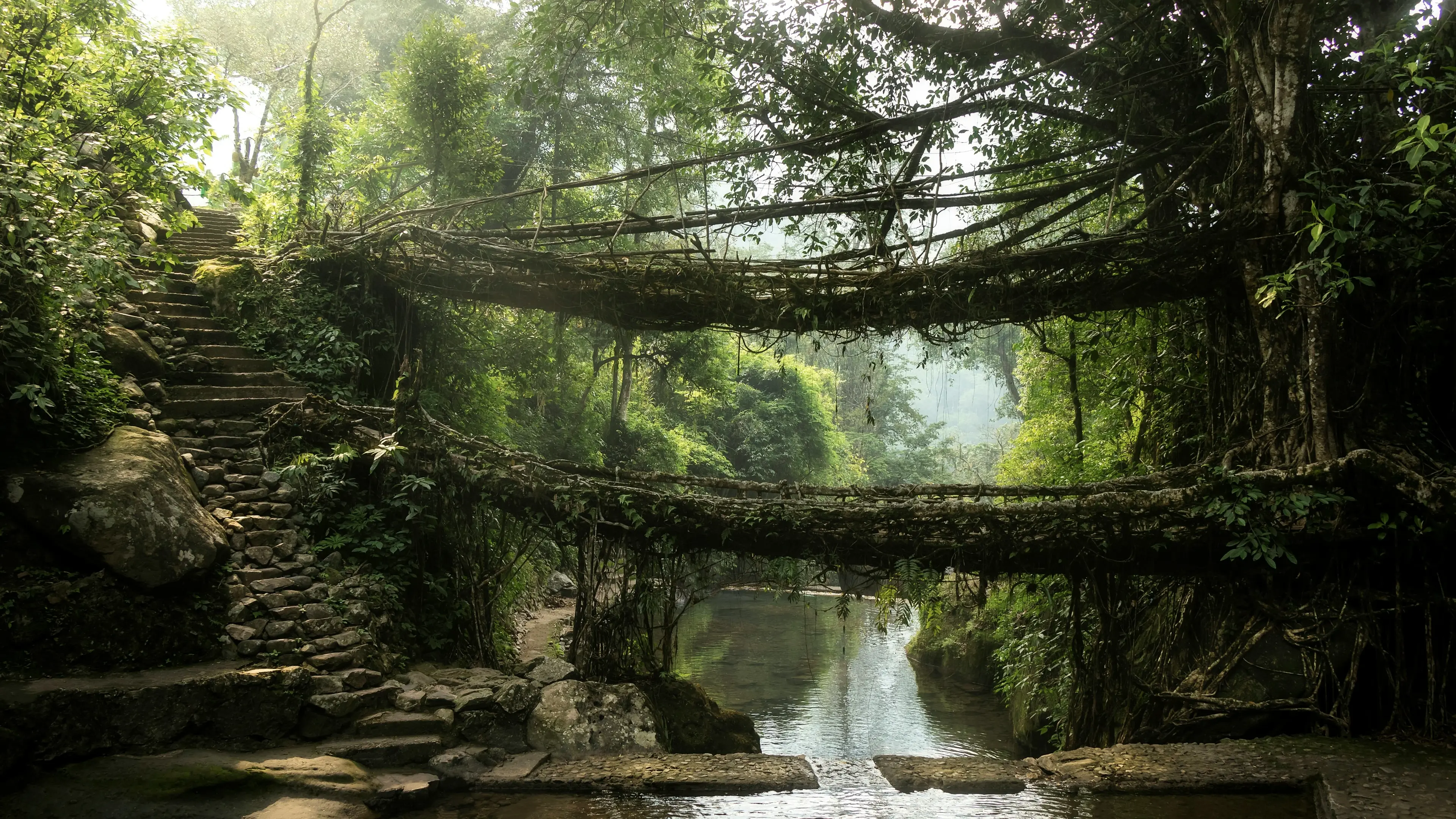 Double Decker Root Bridge