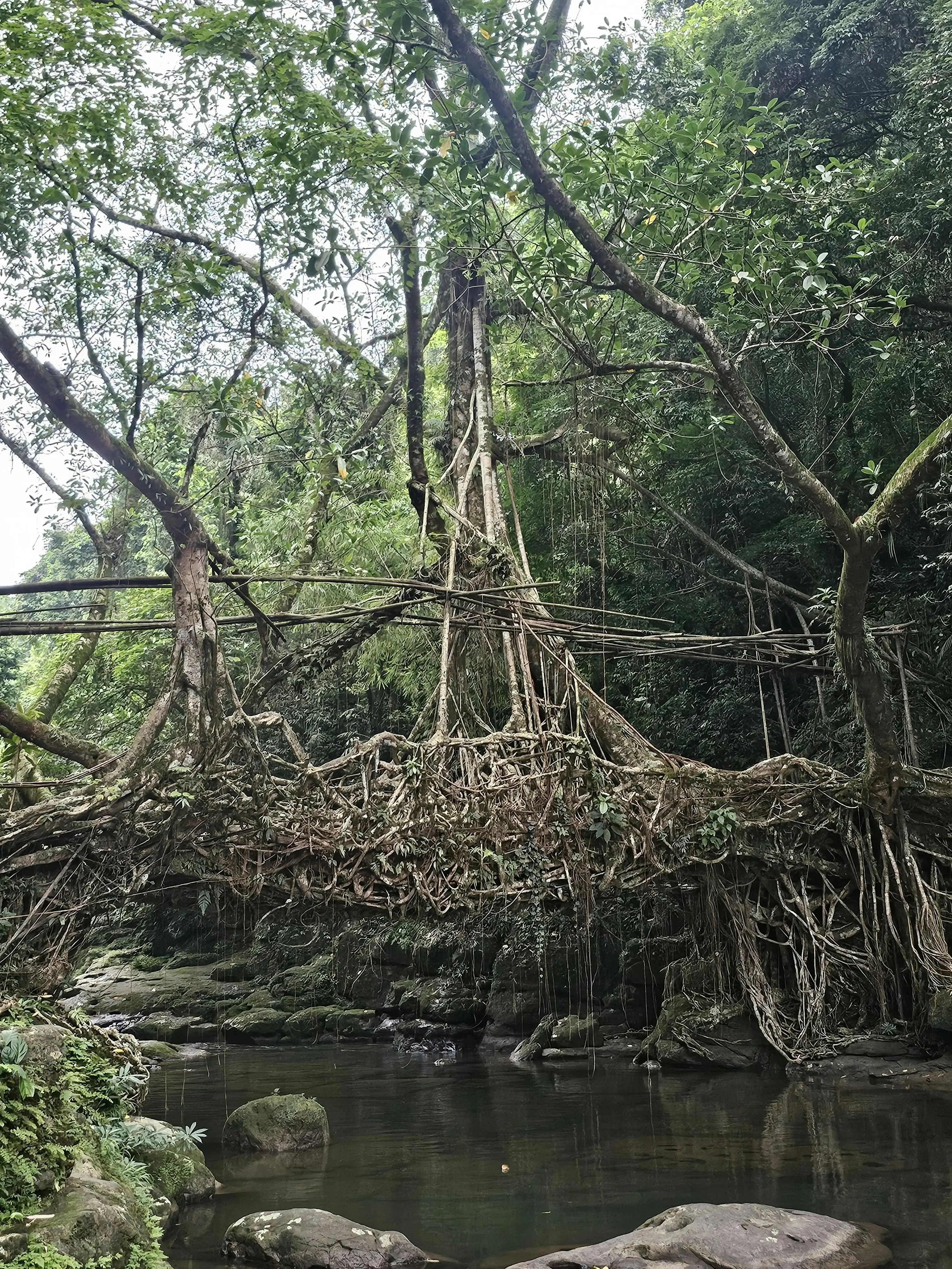 Living Root Bridge